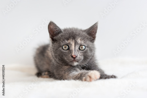 Common little grey kitten lies on white fluffy fabric