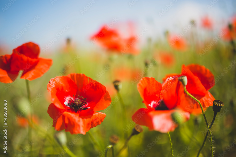 Meadow full of poppies on a beautiful sunny day Meadow full of poppies on a beautiful sunny day
