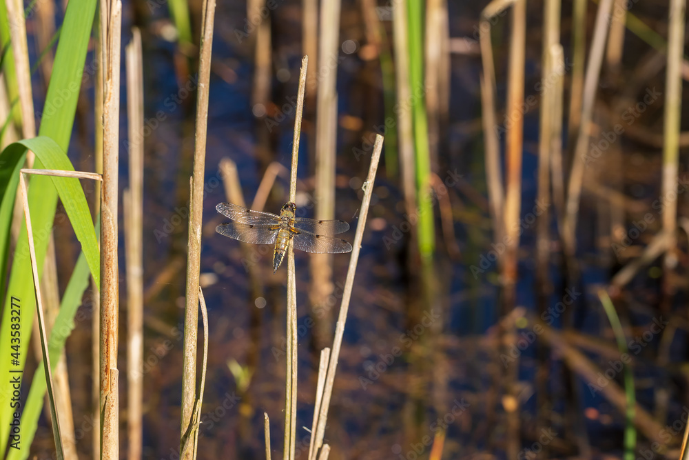 Dragonfly - Odonata with outstretched wings on a blade of grass. In the background is a beautiful bokeh created by an lens. Dragonfly - Odonata with outstretched wings on a blade of grass. In the background is a beautiful bokeh created by an lens.