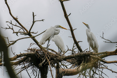 July 6  2021-Yecheon  South Korea-A White Heron flock at habitat in Yecheon  South Krea.