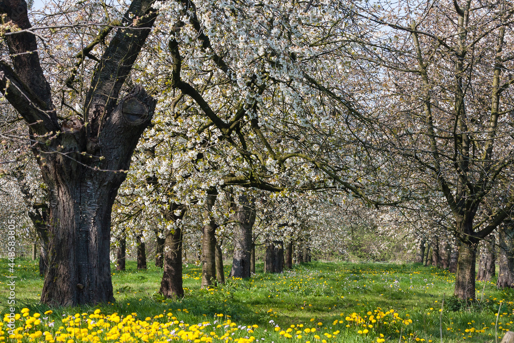Flowering blossom trees