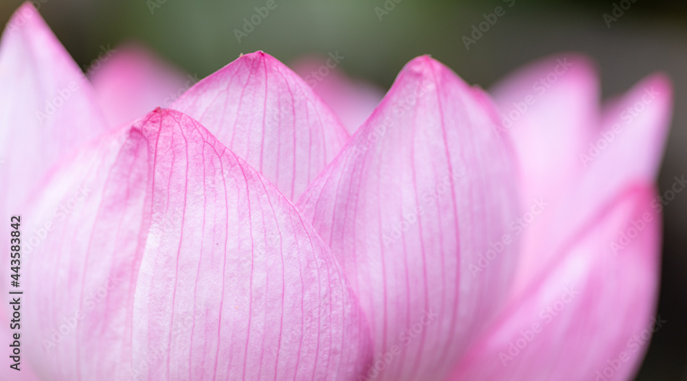 蓮の花 蓮の花