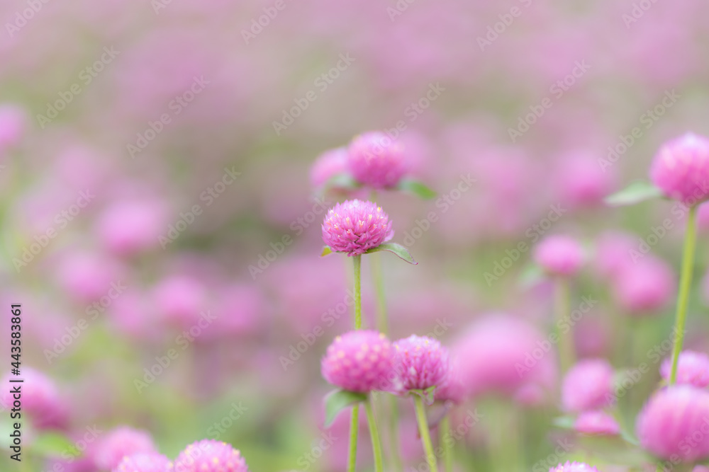 ピンクの花 ピンクの花