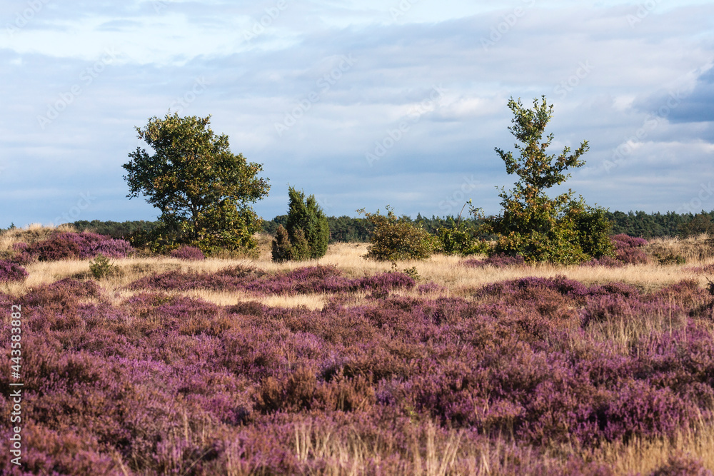 Landscape at Kootwijkerzand Landscape at Kootwijkerzand