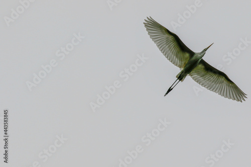 Fotografía July 6, 2021-Yecheon, South Korea-A White Heron flock at habitat in Yecheon, South Krea