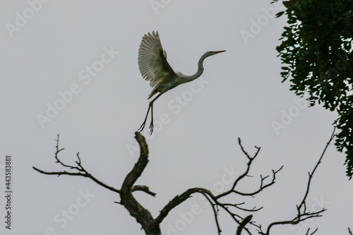 July 6, 2021-Yecheon, South Korea-A White Heron flock at habitat in Yecheon, South Krea. photo