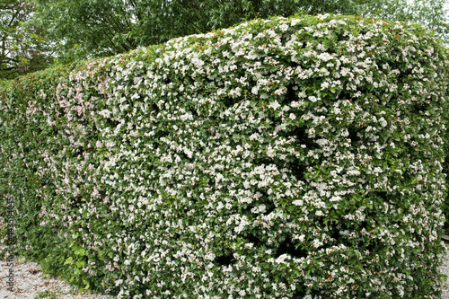 hedge of the flowering hawthorn, Crataegus monogyna 