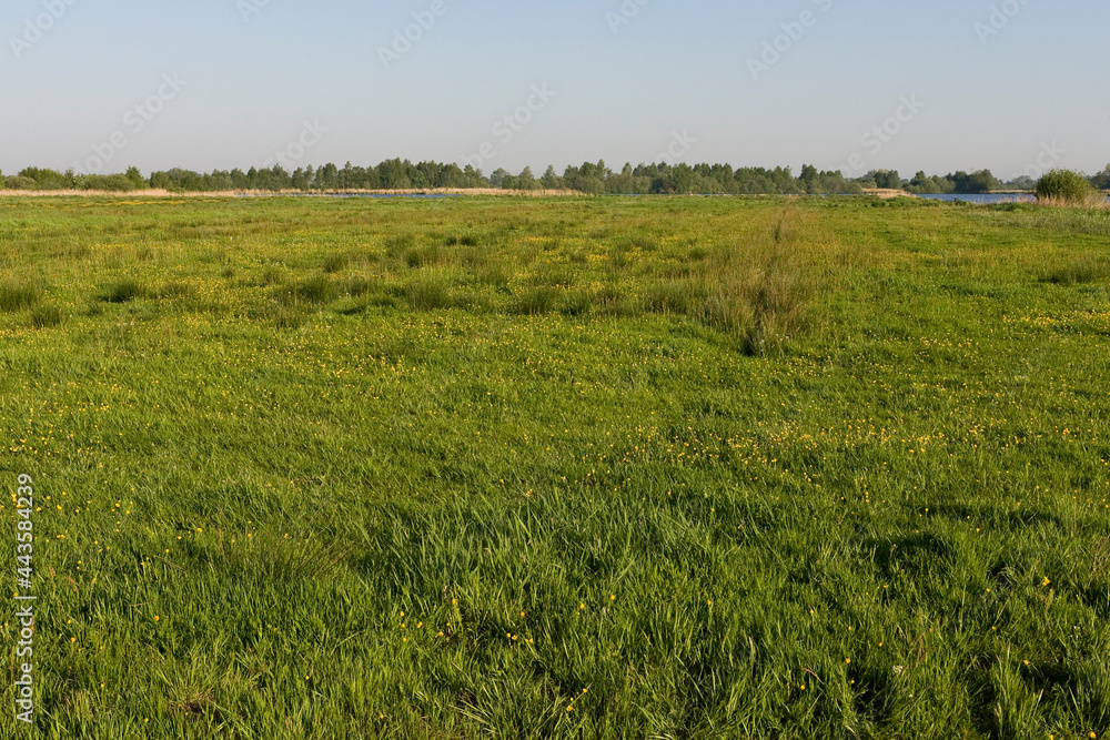 Bloemenveld, Field of flowers Bloemenveld, Field of flowers