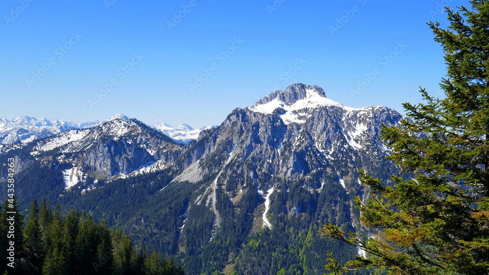 herrlicher Blick vom Tegelberg zum Säuling mit Schnee im Allgäu unter blauem Himmel mit Wald und Fichte