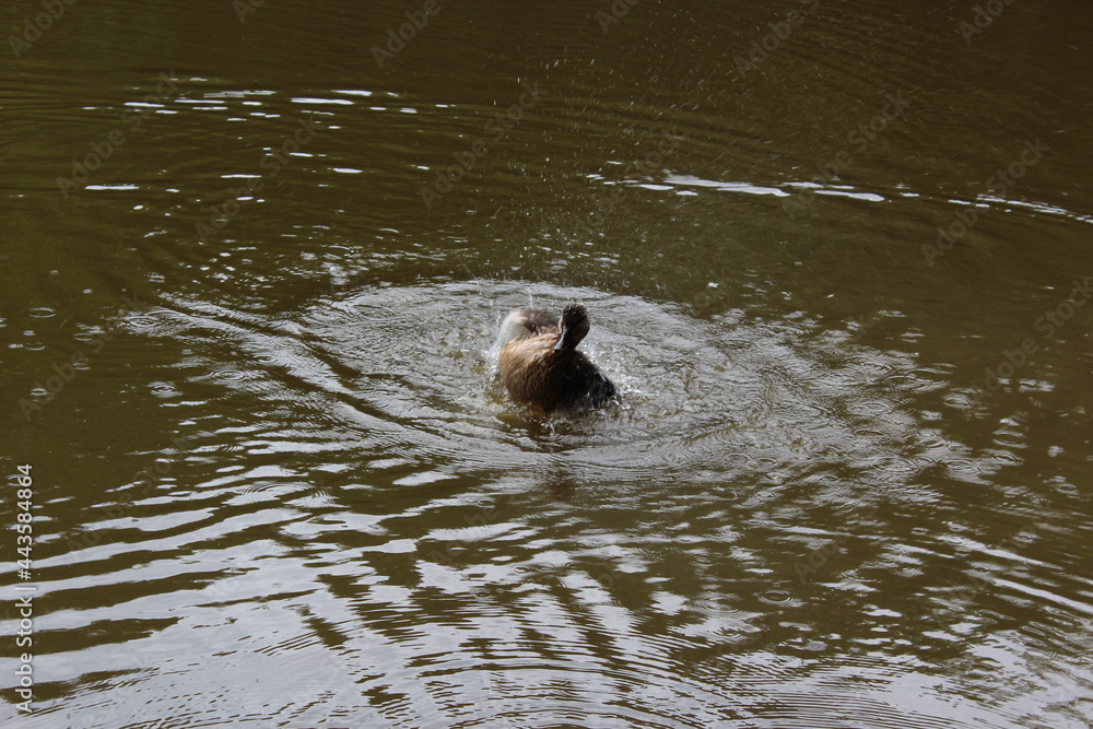 Fototapeta premium duck in the water