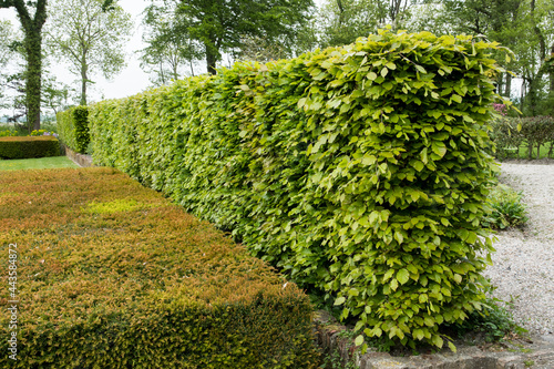 Hedges of Fagus sylvatica and Taxus photo