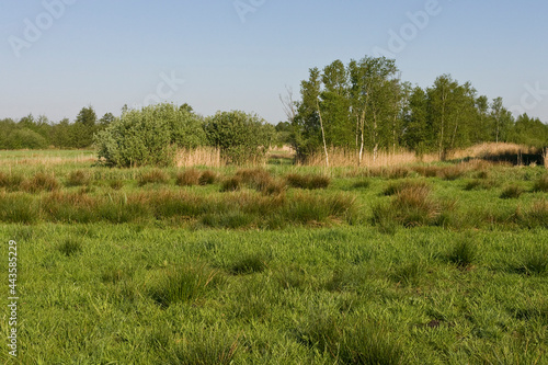 Obraz na plátně Grasland in Rottige Meente, Grassland at Rottige Meente