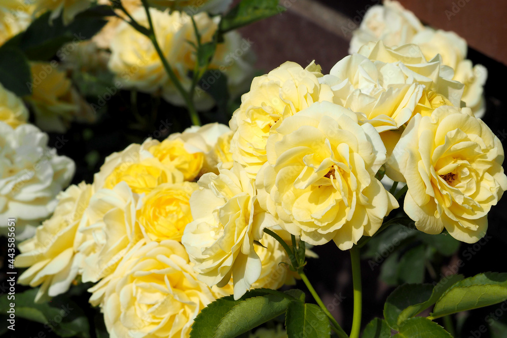close-up of many yellow roses growing among green leaves in the garden on a sunny day close-up of many yellow roses growing among green leaves in the garden on a sunny day