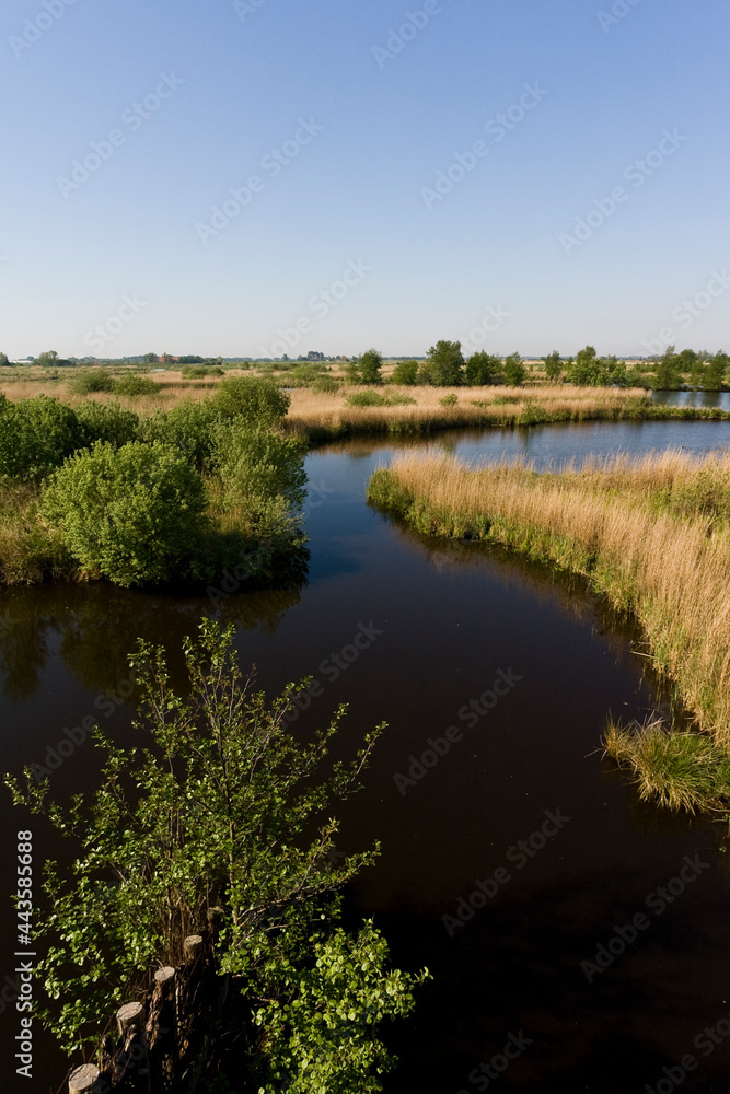 Obraz premium Laagveenmoeras in Rottige Meente, Peat-bog at Rottige Meente
