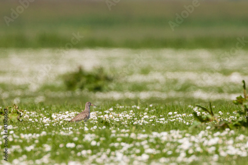 Tureluur, Common Redshank, Tringa totanus photo