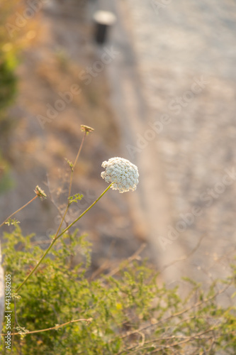 White beautiful flower captured during golden hour in his natural habitat photo