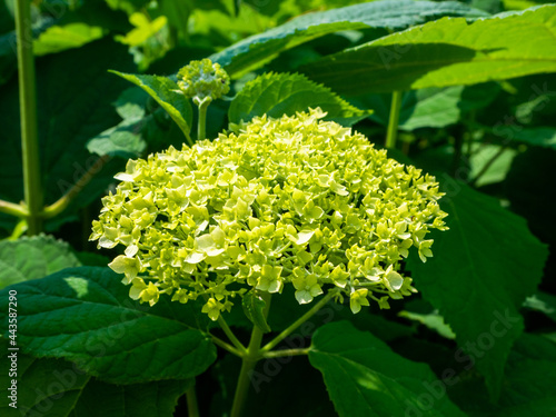 'Annabelle' smooth hydrangea (Mt.Yahiko, Yahiko, Niigata, Japan) photo