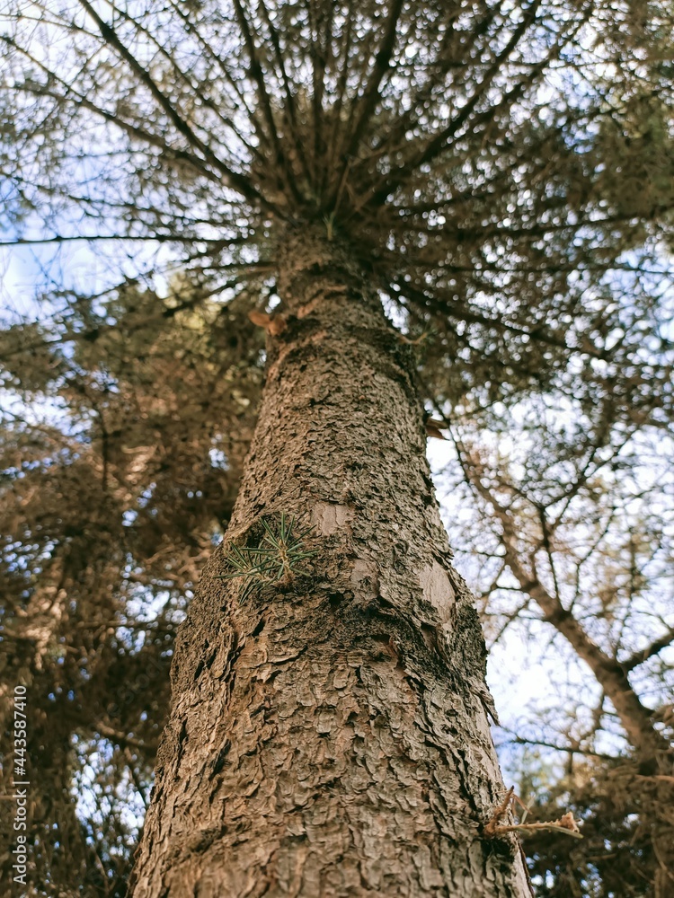 Fototapeta premium tree in the park