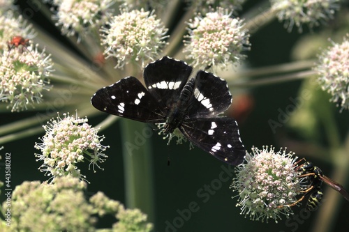 Araschnia levana, Map, Map Butterfly. Angelica sylvestris, Wild Angelica, Woodland Angelica. A black butterfly is sitting on a white flower of an umbrella plant. Butterfly flower close-up outdoors. 