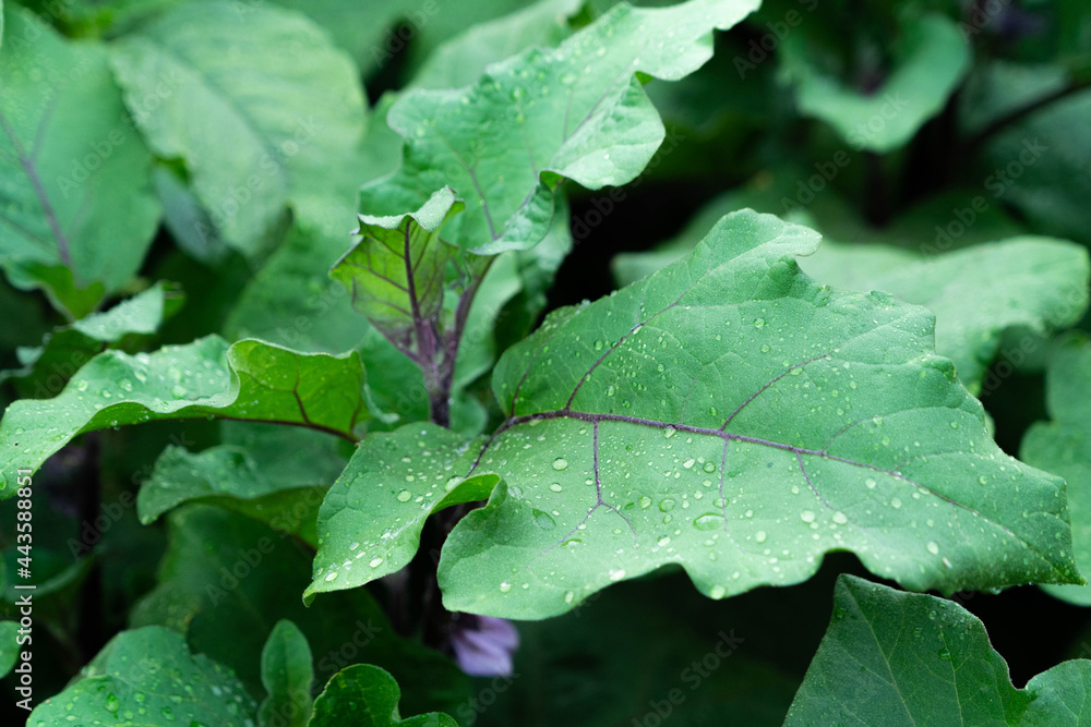 Bed of growing bushes of eggplant in a greenhouse. Organic agriculture, farming concept. Horizontally framed shot. Bed of growing bushes of eggplant in a greenhouse. Organic agriculture, farming concept. Horizontally framed shot.