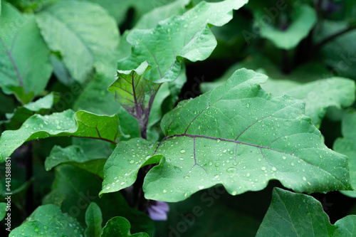 Bed of growing bushes of eggplant in a greenhouse. Organic agriculture, farming concept. Horizontally framed shot.