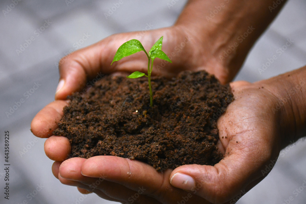Hands holding a plant Hands holding a plant