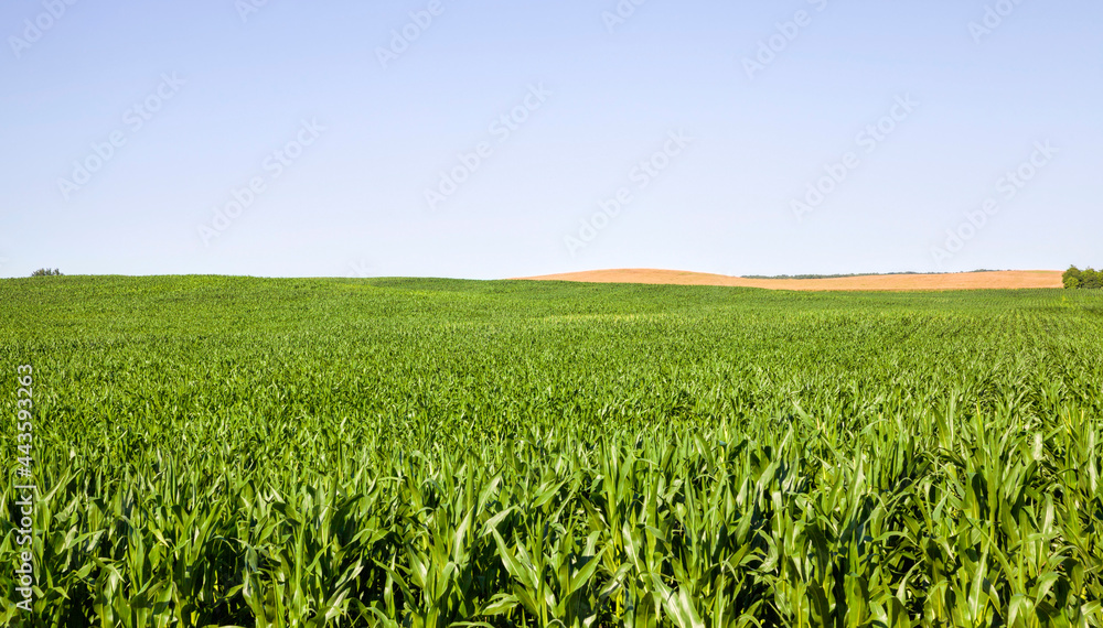 agricultural landscape with rows of green corn agricultural landscape with rows of green corn