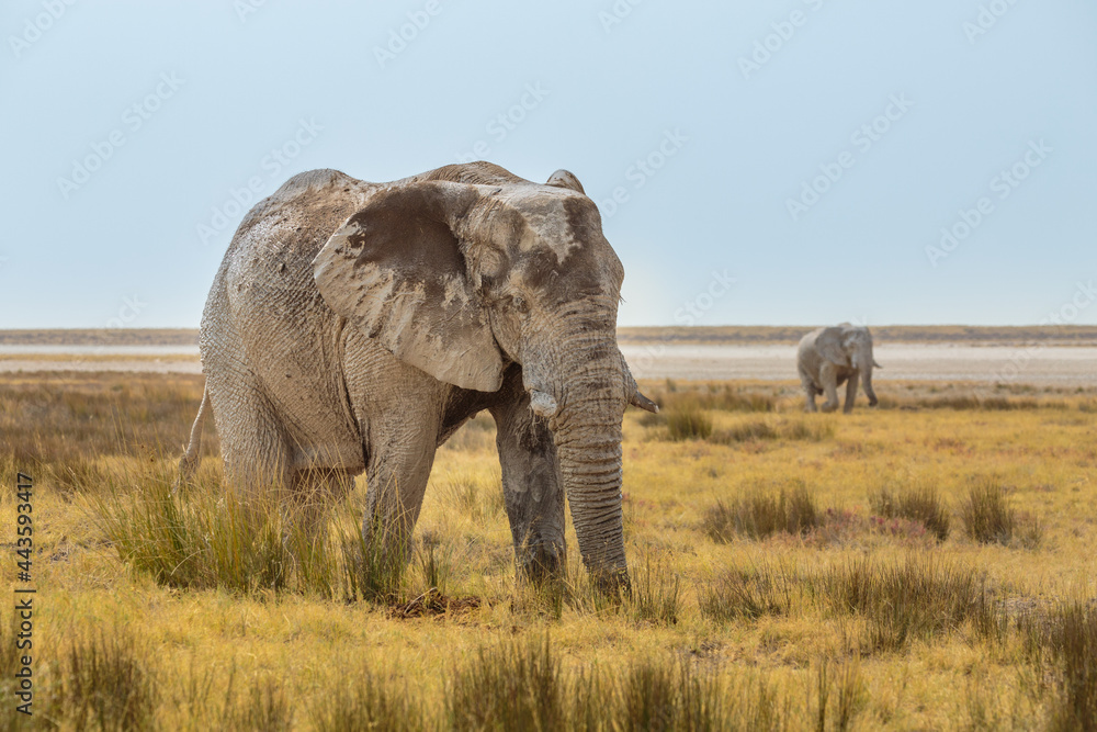 Obraz premium African elephants (Loxodonta africana) in the savannah of etosha national park, Namibia 