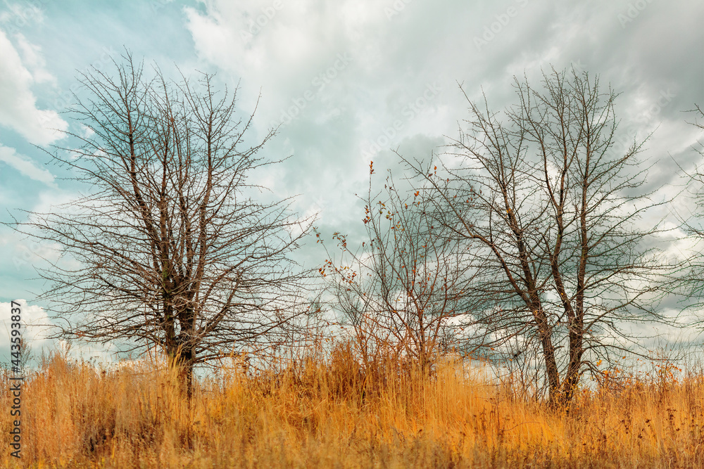 Autumn view of leafless trees and dry grass on a background of cloudy sky
