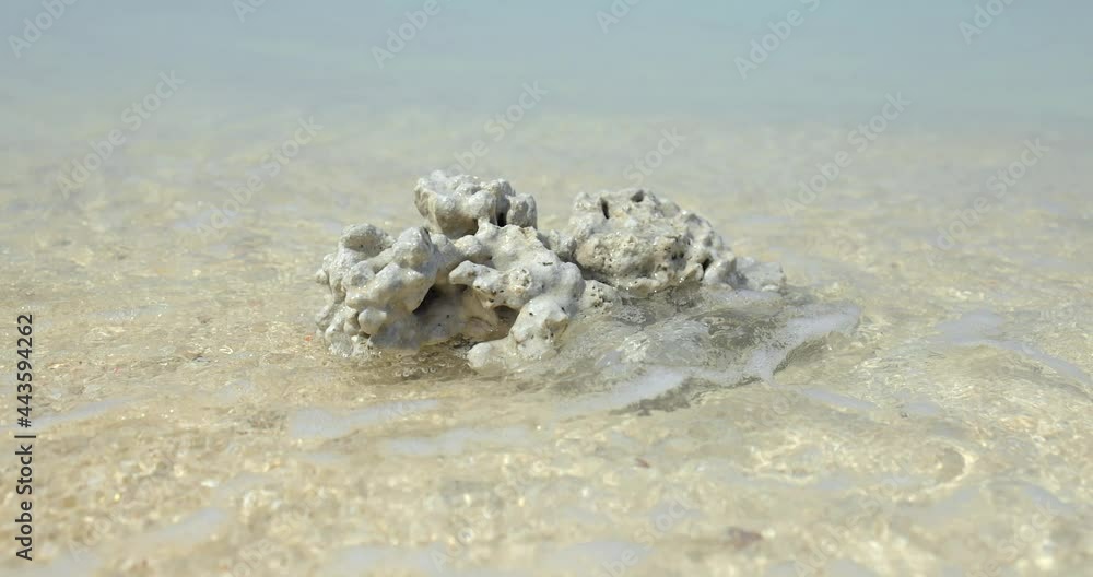 Sea coral on a sandy shore washed by an ocean wave Sea coral on a sandy shore washed by an ocean wave
