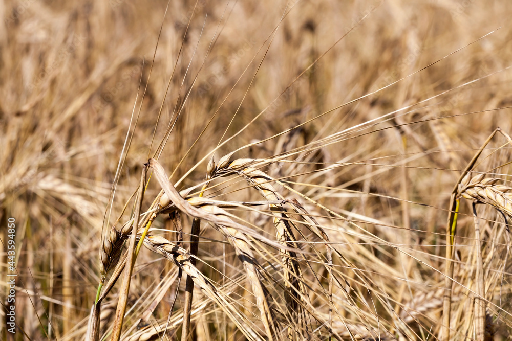 Fototapeta premium agricultural fields eastern Europe