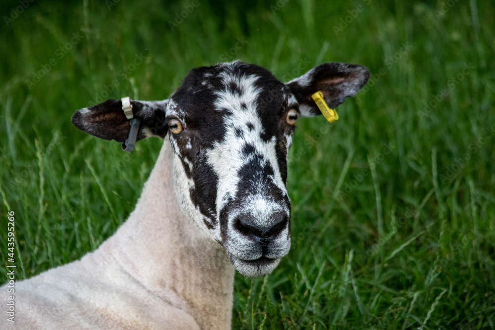 Fototapeta premium Puzzled sheep staring at camera