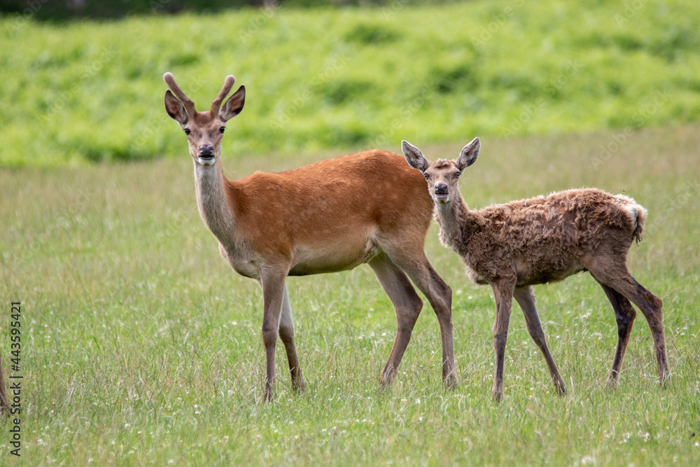 mother and fawn (red deer)