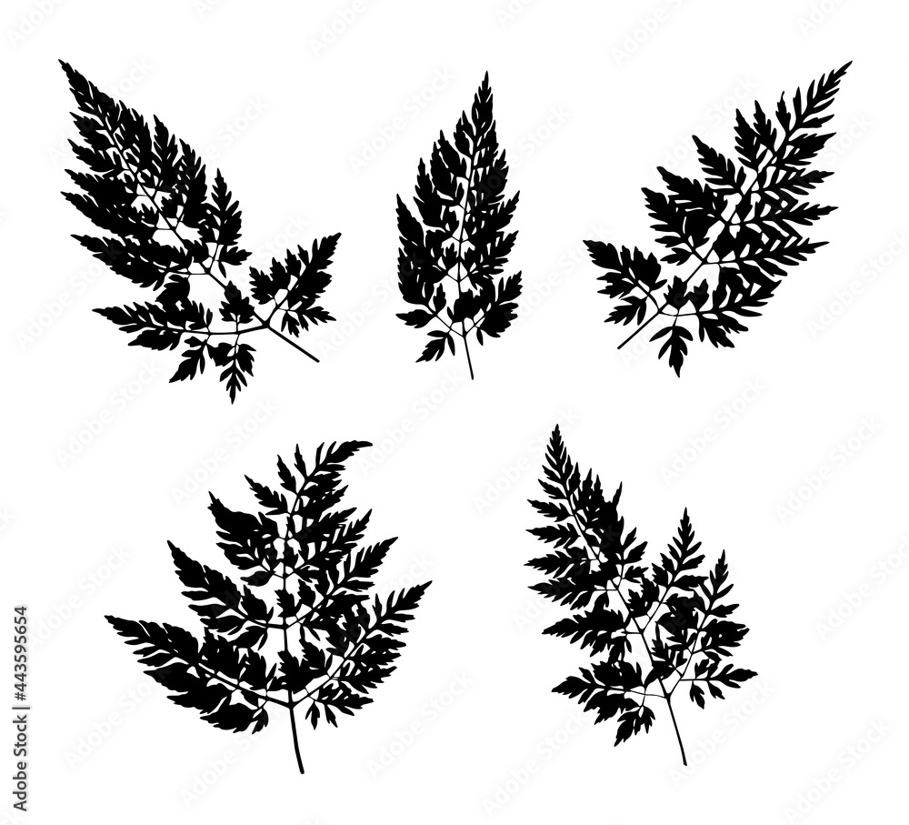 Black grass leaves silhouettes isolated on white. Autumn fallen field grass leaves. Stencil vector