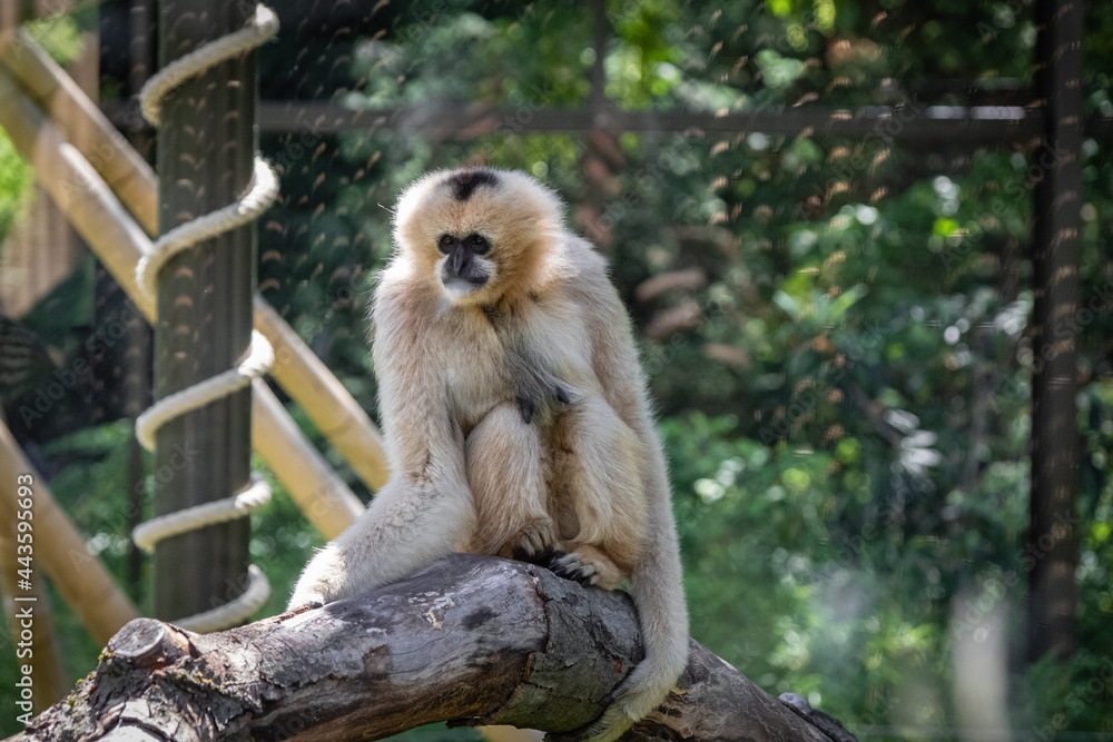 Obraz premium Gibbon