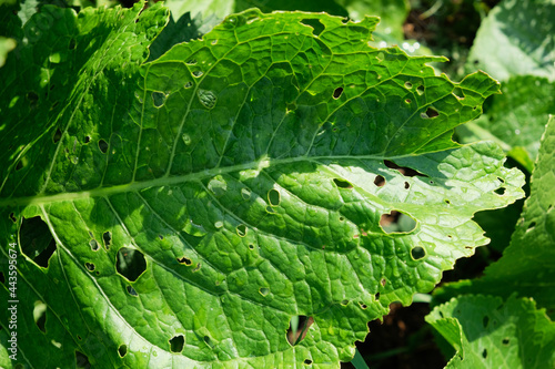 Cabbage damaged by insects pests close-up. Head and leaves of cabbage in hole, eaten by larvae butterflies and caterpillars. Consequences of the invasion butterflies Pieris brassicae.