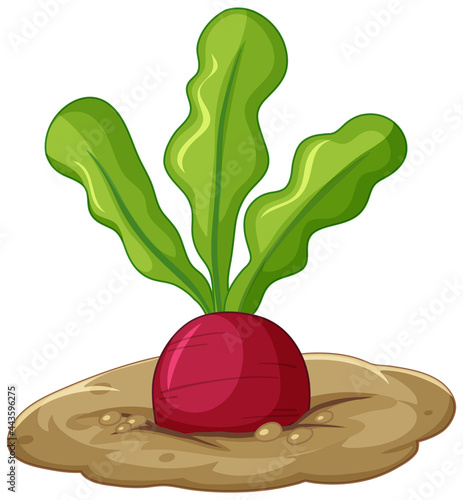 Radish root in soil cartoon style isolated