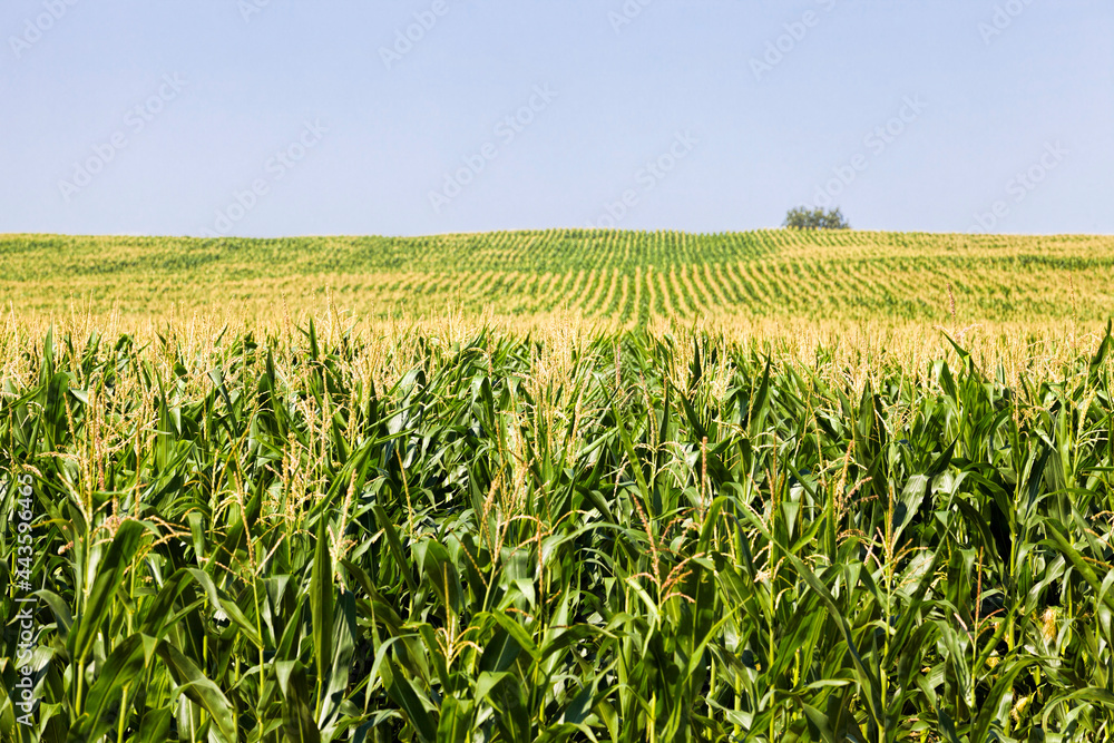 agricultural landscape with rows of green corn agricultural landscape with rows of green corn