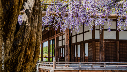 曼陀羅寺公園の藤