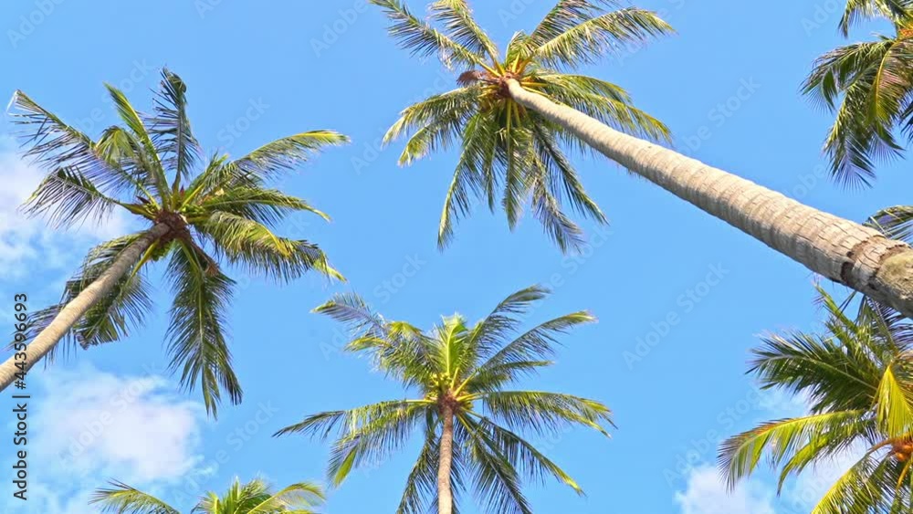Coconut palm trees on cloudy sky background, look up in tropical island Coconut palm trees on cloudy sky background, look up in tropical island