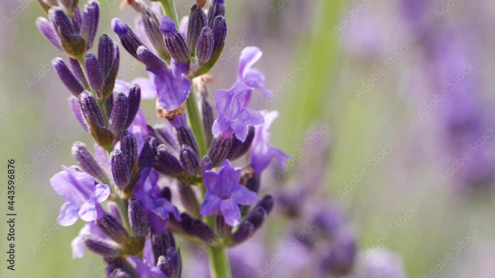 Macro shot of purple lavender Macro shot of purple lavender