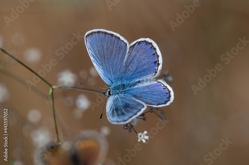 Plebejus argyrognomon sit on the flower and grass, summer and spring scene. 
Reverdin's blue butterfly
