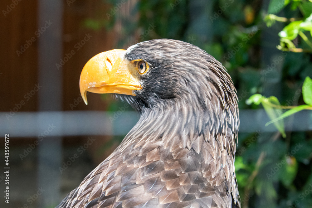 Obraz premium Russischer Seeadler Profil