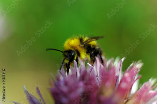 A macro shot of a bumblebee collecting pollen from a butterfly bush. © North10