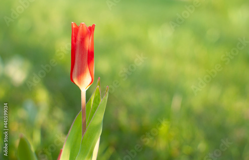 Red Florosa Tulip flower bud on a blurred grennery background with space for text. Viridiflora tulip. photo