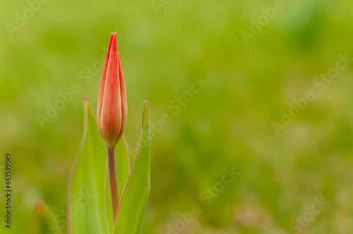 Red Florosa Tulip bud on a blurred grennery background with copy space. Viridiflora tulip. photo