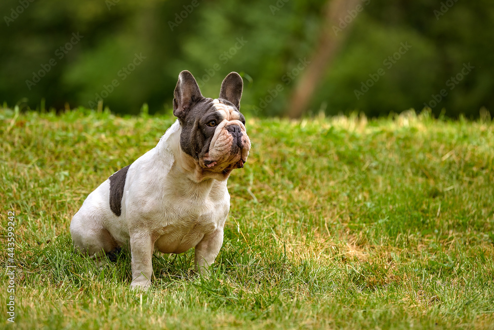 French Bulldog sitting on a green lawn, copy space.