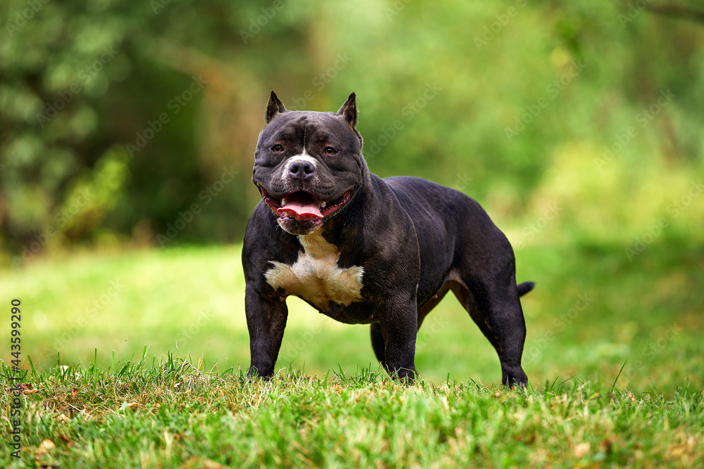 Black female American bully on the lawn, beautifully posing for the camera all the grace and power of the body, copies of space, a walk with the American bully