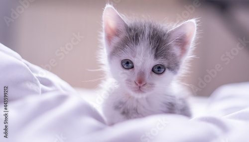Fototapeta Naklejka Na Ścianę i Meble -  Little cat