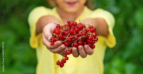 Bild auf Leinwand The child is harvesting red currants. Selective focus.